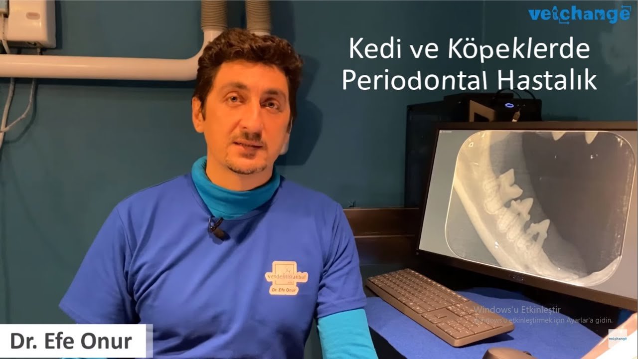 5 dk'da Kedi ve Köpeklerde Periodontal Hastalık '' Dr. Efe Onur''